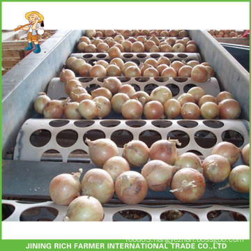 Fresh Cheap Yellow Onion Exporter